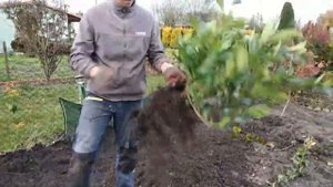 ЛАВРОВИШНЯ. РОЗМНОЖЕННЯ ВЕРТИКАЛЬНИМИ ВІДВОДКАМИ