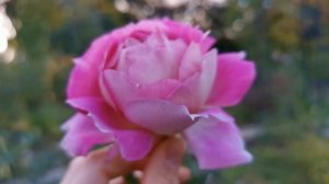 PĒNELOPEIA ROSE plant by Takunori Kimura 2018 バラ ペネロペイア バラの家