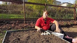 #Посадка #озимыйчеснок. Результат такой посадки говорит сам за себя.