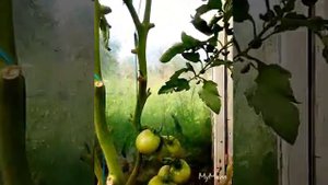 Мои томаты оранжевый слон.