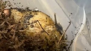 Ахатина Занзибарика|взрослые и малыши. #snail#улитки#achatina