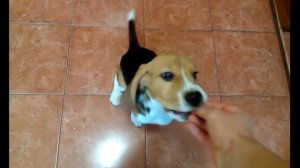 Команда биглю "сидеть"- ЖЕСТОМ!Бигль "сидеть!" || Team Beagle "sit" - gestures !!! Beagle "sit !!!"