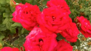 Роза № 1. Питомник 🌹 и 🌲 Е. Иващенко