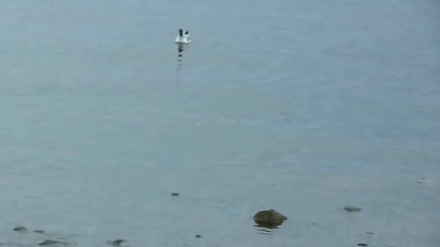 Финский залив - Россия ! смотреть онлайн