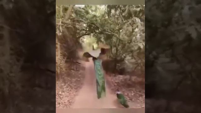 Жар-птица исполнение желаний смотреть онлайн