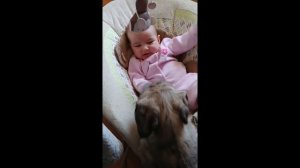 Irish Wolfhound entertains giggling baby