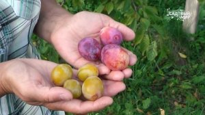 Слива!.  Сразу несколько сортов на одном дереве