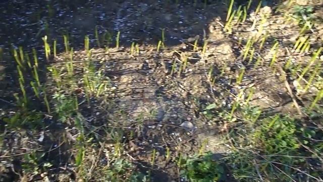 Выкорчевала всю вишню и плющ смотреть онлайн