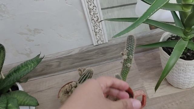 Гүлдер әдемі. Үй гүлдері. Түрлі гүлдер күтімі.