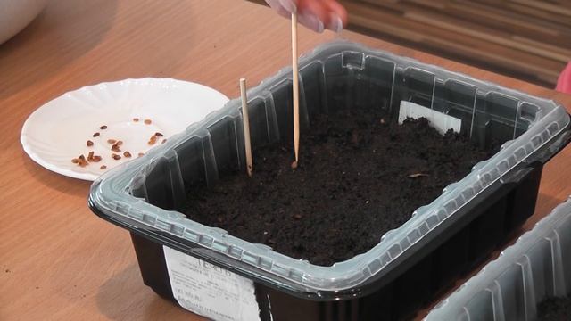 ДВА способа посева ТОМАТОВ на рассаду. Я сажаю. смотреть онлайн