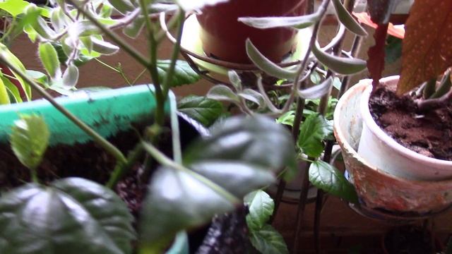 КИТАЙСКАЯ РОЗА.  ЧЕРЕНКИ УКОРЕНЯЮ В ГРУНТЕ.