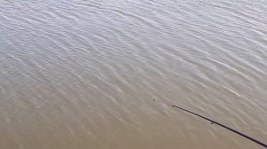 Рыбалка. Волгоградская обл., Камышинский район,  с. Таловка, 04.09.2021, часть 2.