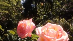 Роза чайногибридная Ринна Херхольд.  Ароматная,1,5 высоты. # Rina Herholdt ЮАР Herholdt  #мойсад