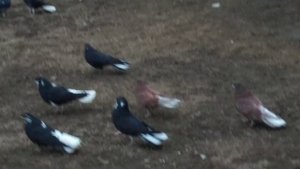 город Курахово голуби племенные.Радченко С.Н.