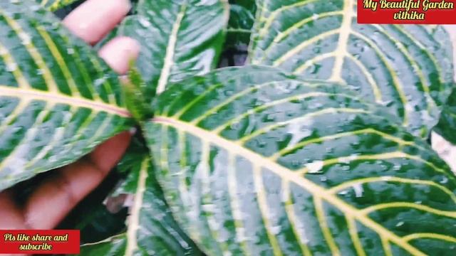 Sanchezia Plant CareSanchezia Ornamental shade loving plantSanchezia plant propagation nFertilize