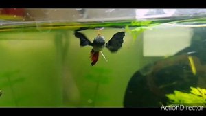 Гуппи дамбо мало, но красивы