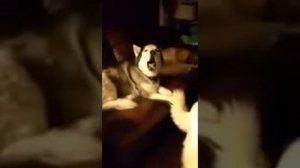 пение хаски