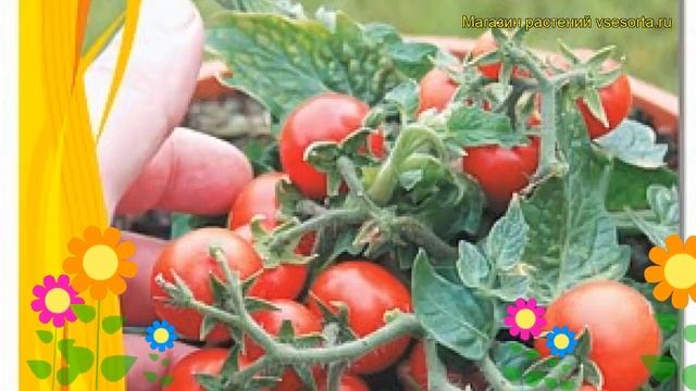 Томат декоративный Балконое чудо Бонсай Микро F1. Краткий обзор смотреть онлайн