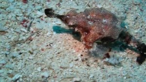 Пегас дракон (Short dragonfish). Дайвинг на Филиппинах 2016.