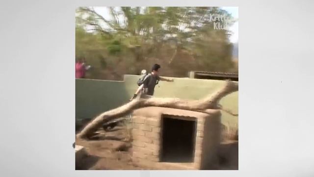 Медоїд Проти Росомахи: Хто Кого? смотреть онлайн