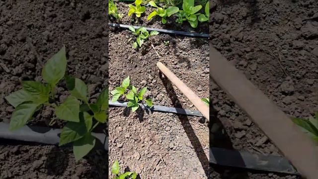 синие и перец после посадки смотреть онлайн