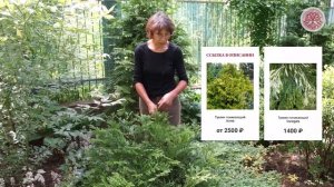 Ландшафтный дизайн тенистого сада, часть 1 "Редкие хвойные"
