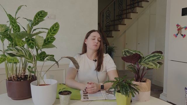 №47. Как ухаживать за калатеей? Что делать, чтобы листья не сохли, не скручивались и не желтели? смотреть онлайн
