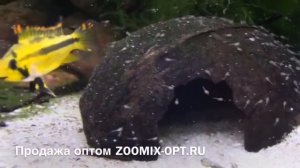 Апистограмма какаду Apistogramma cacatuoides продажа оптом