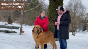 №16. Секреты породы. Испанский мастиф