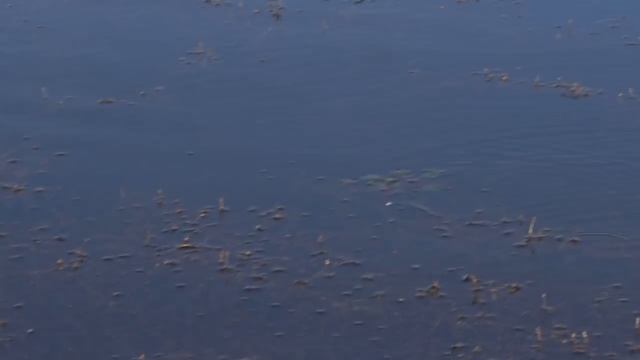 Змееголов и Змееловля. Часть 1