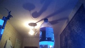 ШОК, КУПИЛ БАМБУК, ВЫРОС ДО ПОТОЛКА!