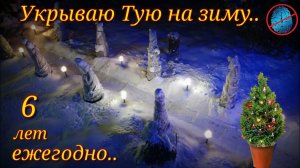 Укрытие ТУИ на зиму (смарагд)  в течении 6 лет с момента посадки. Моя версия #Недолгодумая