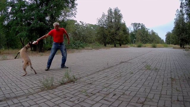 Бельгийская овчарка малинуа Альфа занятие после физической нагрузки смотреть онлайн