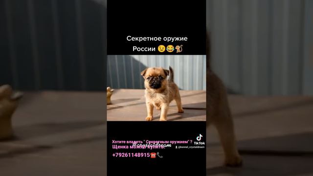 Пти брабансон. Девочка. Москва. Хрустальная мечта Юмми. По приобретению ☎️ what's app +79261148915 смотреть онлайн