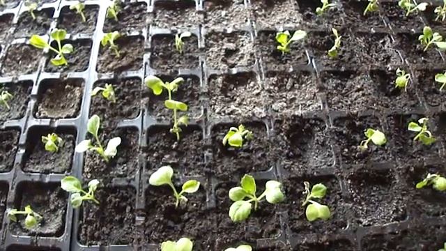 Болезни рассады капусты смотреть онлайн