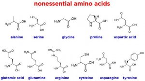 Amino Acids