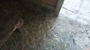 Гуси на племя или мясо? Домик для гусей Содержание гусей