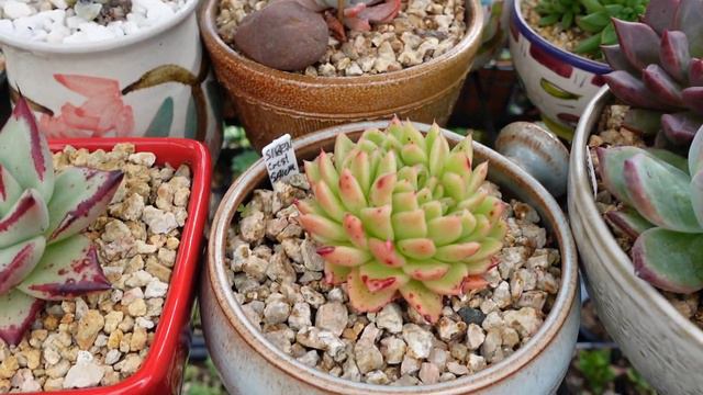 Let's Inspect Beautiful Succulent | VLOG #172 Succulents & Coffee with Liz смотреть онлайн