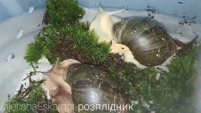 Кладка від Архахатина сп із Беніну ?????