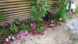 ПЕТУНИЯ ДОТ СТАР.ОБЗОР ПЕТУНИИ.2022