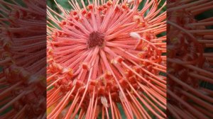 Leucospermum ( Pincushion)