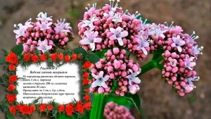 Комнатные лечебные растения 9 рецептов лечения валерианой