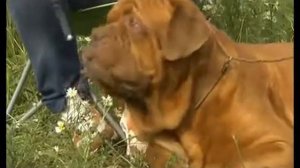 ПИТОМНИК ДАВЛЕТ ХАН БОРДОСКИЙ ДОГ