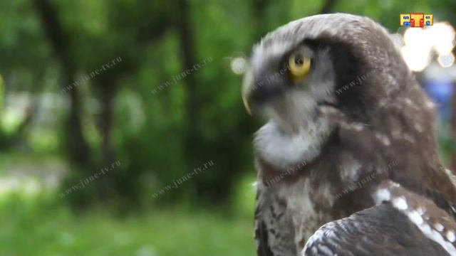 Ястребиная сова в заповеднике Кузнецкий Алатау