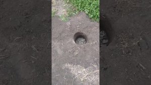 Ямы для посадки роз. Быстрый способ выкапывания глубоких ям.