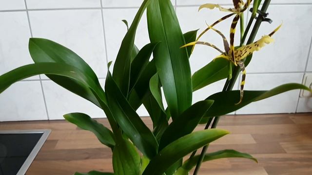 101. Жёлтая БРАССИЯ! Не смогла не купить! Ещё одна ОРХИДЕЯ-ПАУК. Марафон НОВЫХ орхидей, 4/7 смотреть онлайн