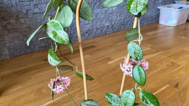 Hoya carnosa Wilbur Graves- выгоревшие листья ей не к лицу... смотреть онлайн