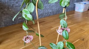 Hoya carnosa Wilbur Graves- выгоревшие листья ей не к лицу...