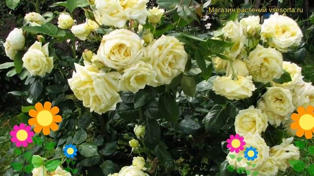 Роза плетистая Эльф. Краткий обзор, описание характеристик, где купить саженцы Elfe смотреть онлайн