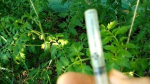 Обработка томатов борной кислотой и в чём её польза.#обработкатоматов